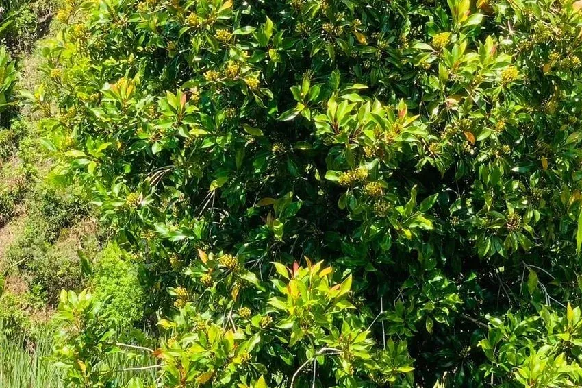 A clove tree in full bud.