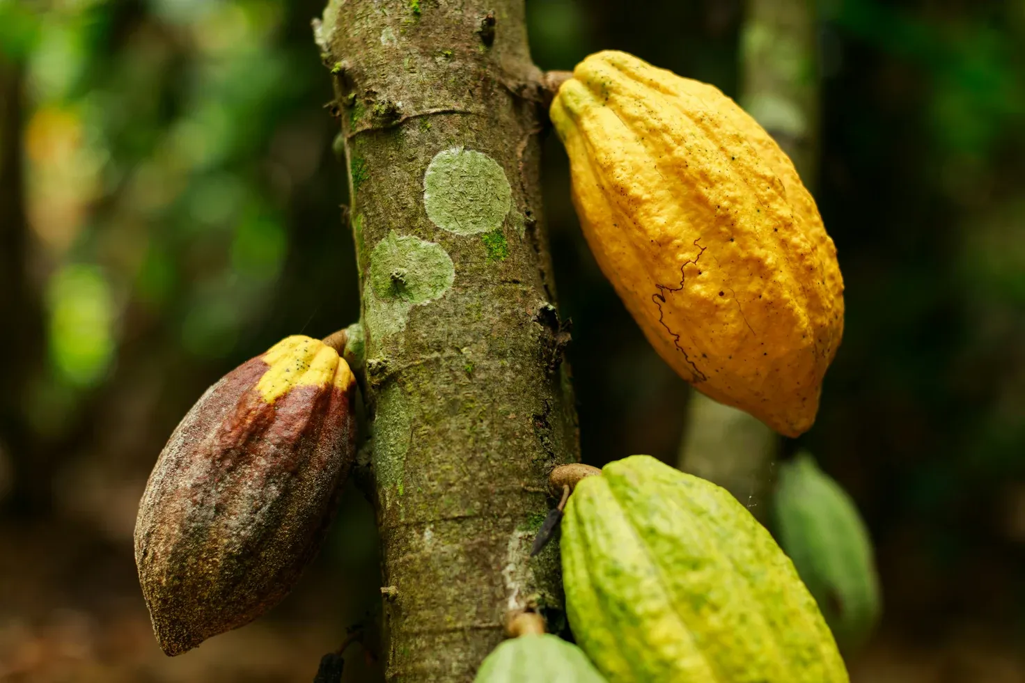 Cacao pods at successive stages of ripeness on the trunk of the tree.