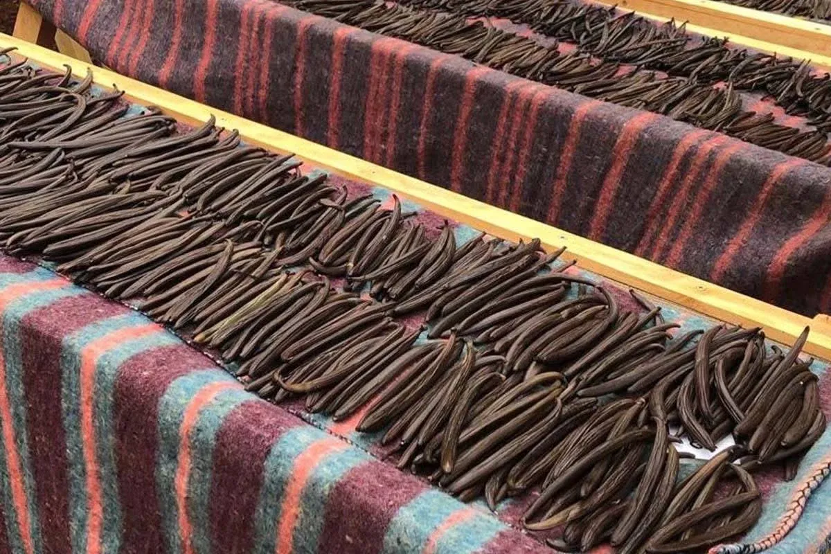 Cured vanilla pods laid out in rows on wool blankets during the sweating stage.